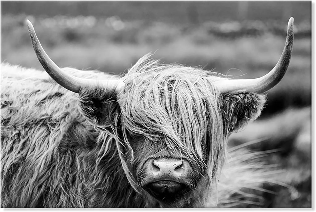 SEVEN WALL ARTS Scottish Highland Cow Canvas Wall Art Black and White Wall Decor Cattle Picture Print Photography Wildlife Animal Portrait Framed Farmhouse Artwork for Living Room Bedroom Office Decor