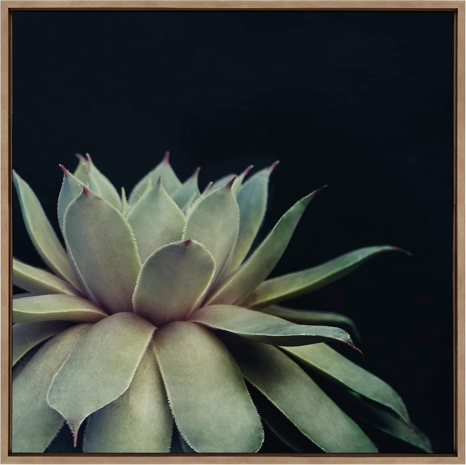 Kate and Laurel Sylvie Succulent 8 Framed Canvas Wall Art by Emiko and Mark Franzen of F2Images; 30x30 Gold; Dramatic Greenery Art for Wall